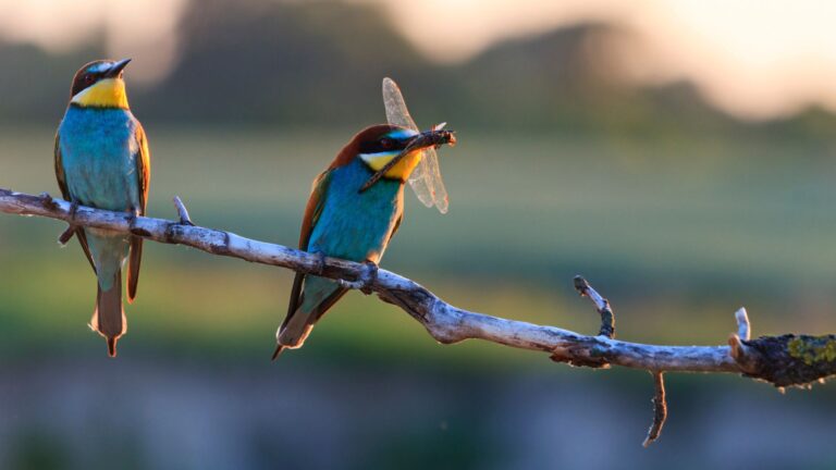 ISO 14001:2026 生物多樣性要求解析：企業如何將生物多樣性納入 EMS 管理