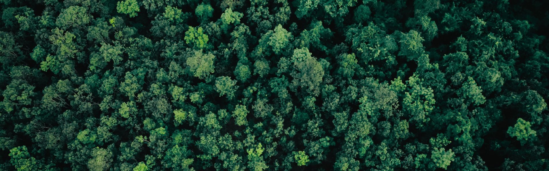 Green Trees